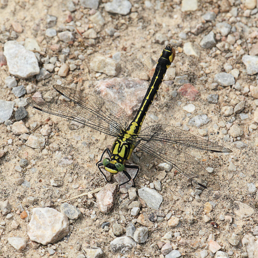 Gomphus vulgatissimus (Common Clubtail) female.JPG